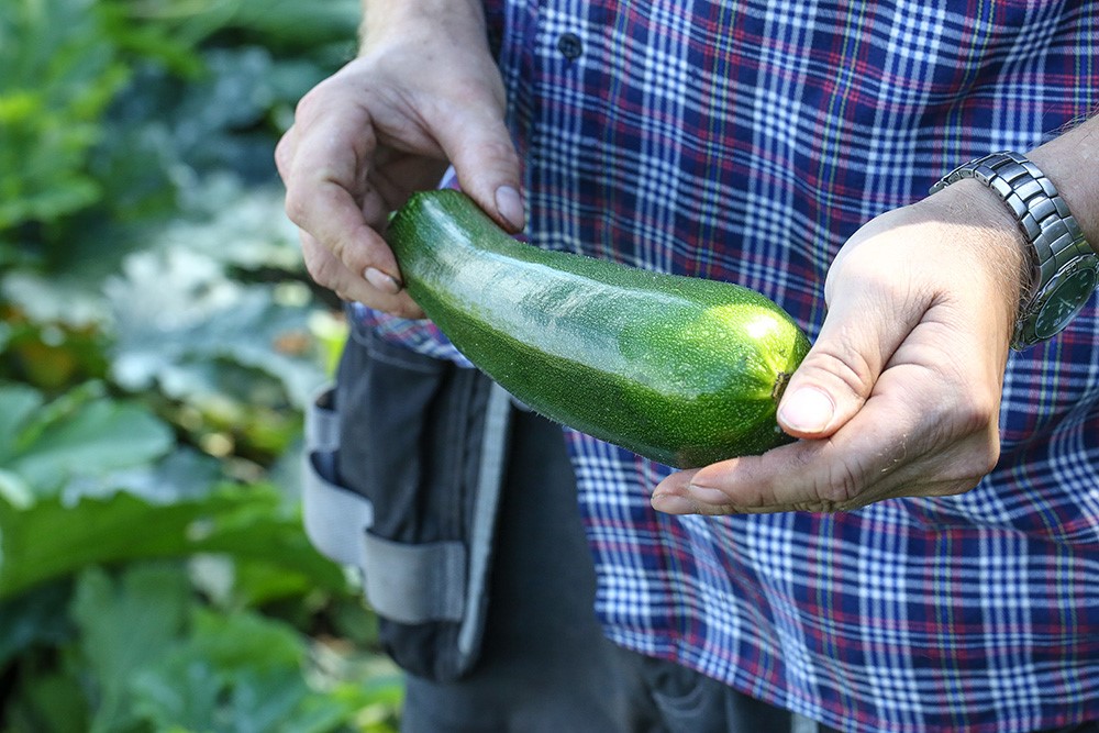 Precis nyskördad grön och fin zucchini som odlaren håller i sin hand